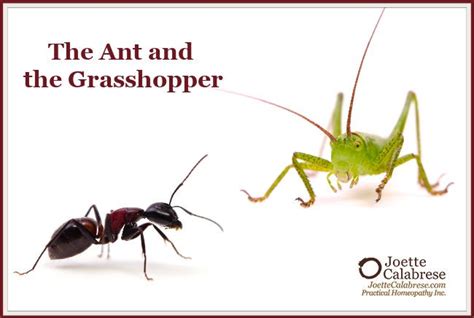 The Ant And The Grasshopper