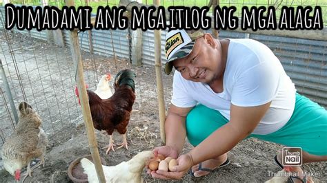 Dumadami Na Ang Mga Itlog Ng Mga Alaga Naming Native Manok At Muscovy