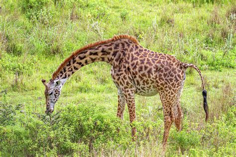 Feeding Giraffe Photograph by Wayne Simpson - Fine Art America