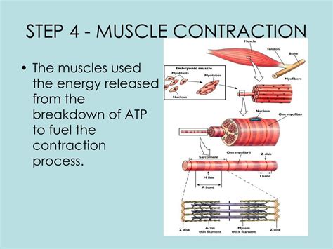 Ppt Intro To Energy Systems Powerpoint Presentation Free Download