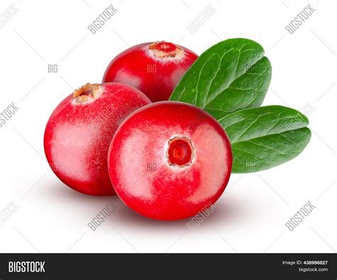 Set Cranberries Leaves Image And Photo Free Trial Bigstock