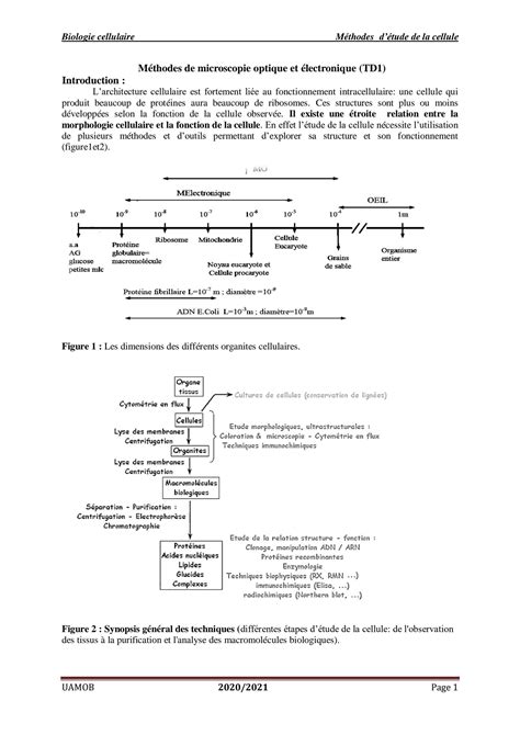 SOLUTION 2 M Thodes D Tude De La Cellule 2020 2021 Studypool