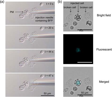 Microinjection of fluorescent protein solution into L. amnigena ...