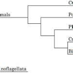 Bipedal Animals | Biology Dictionary