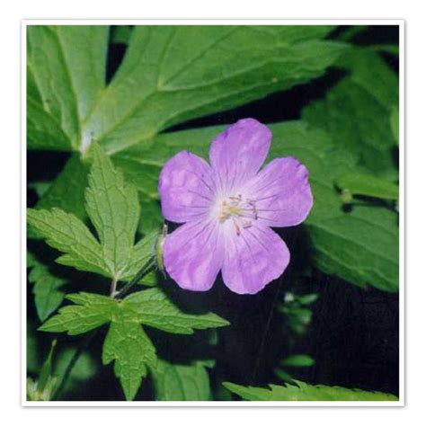 Geranium Maculatum Hardy Geranium Shop Sugar Creek Gardens