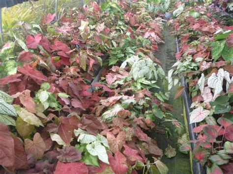 Next Generation Of Caladium Hybrids Down Under Tropical Looking