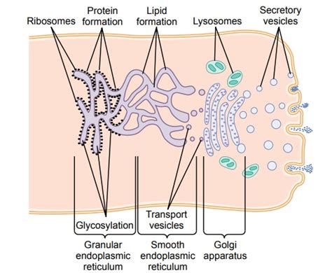 Synthesis And Formation Of Cellular Structures By Endoplasmic Reticulum