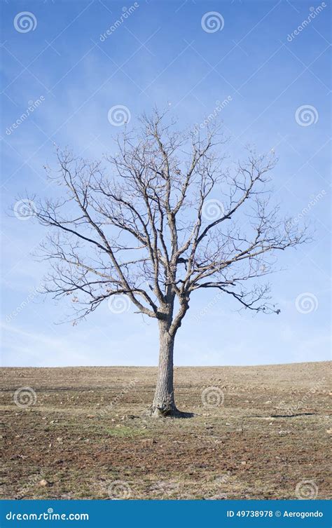 Naked Tree On Dry Land Stock Photo Image Of Tree Lonely 49738978