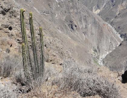 Arequipa♡: Fauna y Flora♡