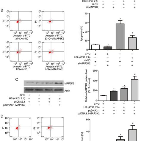 MAP3K2 Mediates HS Induced HUVEC Apoptosis A Western Blot Analysis