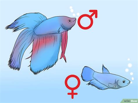 Como Saber Se O Peixe Masculino Ou Feminino Beta