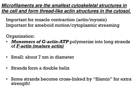 Ppt Cytoskeletal Components Microtubules Microfilaments And Intermediate Fibers Powerpoint