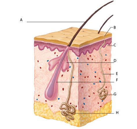 Chapter 6 Integumentary - Merocrine and Apocrine Sweat Glands Diagram ...