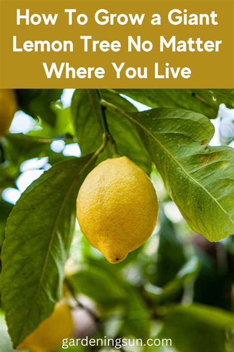 How To Grow A Giant Lemon Tree No Matter Where You Live How To Grow