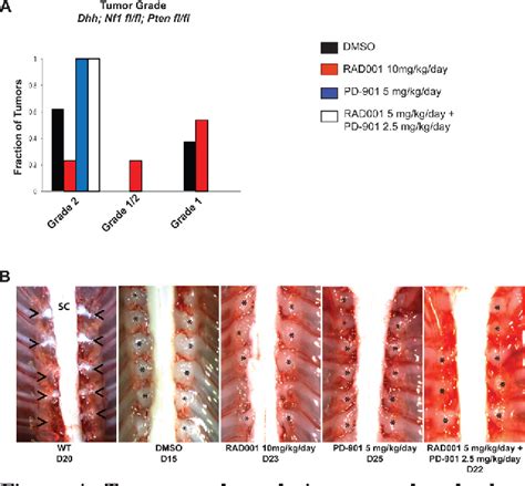 Figure 4 From Co Targeting The MAPK And PI3K AKT MTOR Pathways In Two