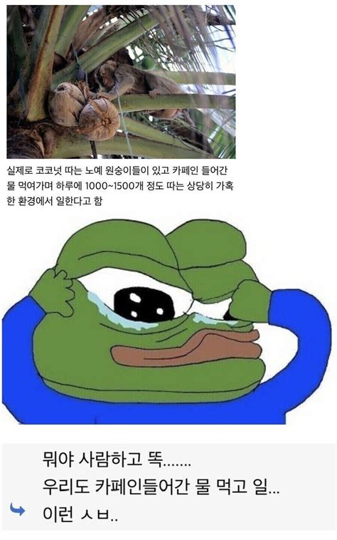 코코넛 따는 노예 원숭이 이슈 유머 짤티비 Jjtvkr