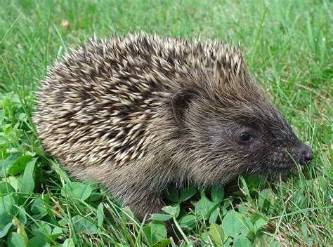 Free Baby Hedgehog Stock Photo - FreeImages.com