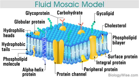 Difference Between Peripheral And Integral Membrane Proteins Membrane