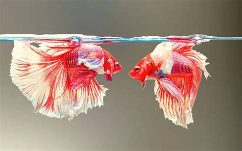 Can You Put 2 Female Betta Fish Together Discover The Truth