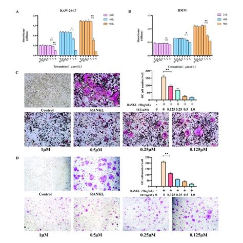 Tetrandrine Inhibited Osteoclastogenesis In Vitro A The Influence