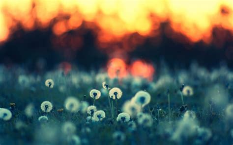 Wallpaper Sunlight Depth Of Field Sky Dandelion Cloud Flower Computer Wallpaper Macro