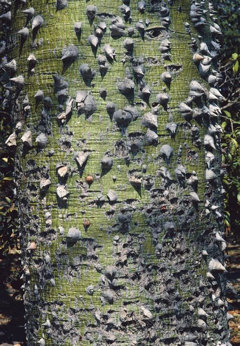 Spiny Bark Of Kapok Tree Ceiba Stock Image B7200130 Science