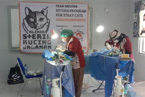 Kpkp Jakbar Sterilisasi Kucing Untuk Pertahankan Nol Kasus Rabies