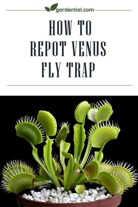 How To Repot Venus Fly Trap Venus Fly Trap Fly