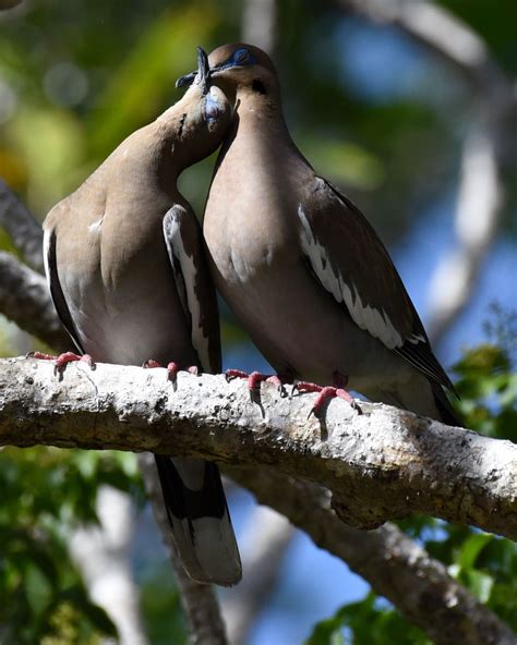 Couple White Winged Doves Smithsonian Photo Contest Smithsonian