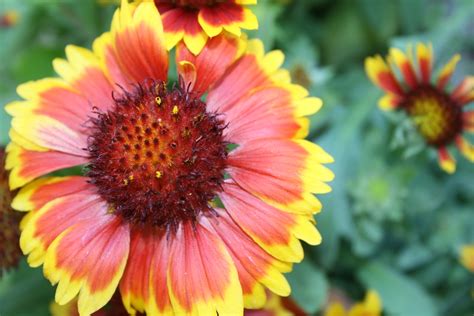 Grow Gaillardia In Your Late Summer And Fall Garden Julie Bawden Davis