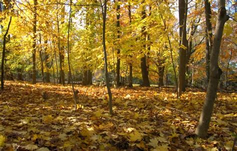 Wallpaper Autumn Forest Leaves Trees Park Forest Nature Falling