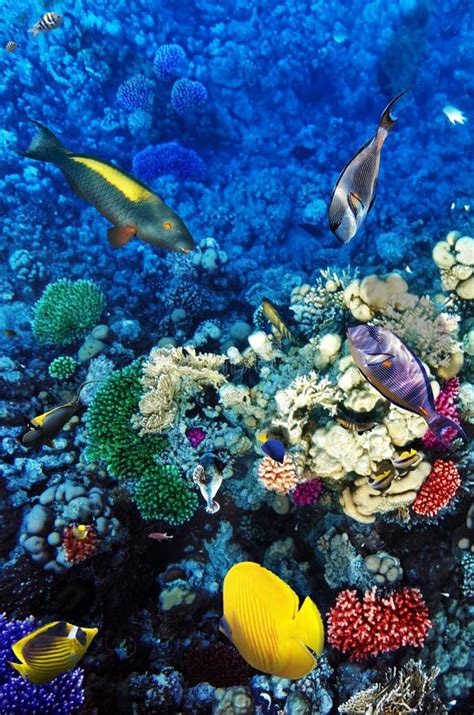 Coral And Fish In The Red Sea Egypt Africa Stock Photo Image Of