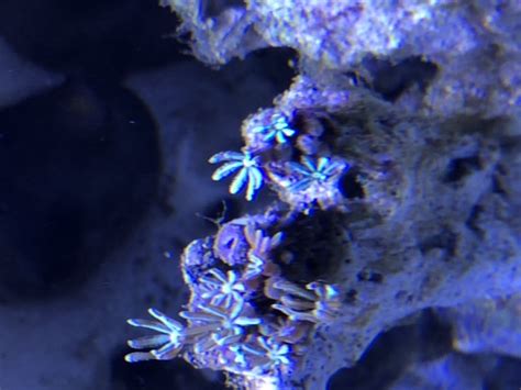 Polyp identification | Reef2Reef