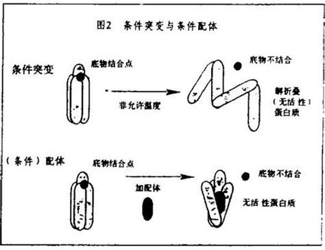 化学遗传学导论