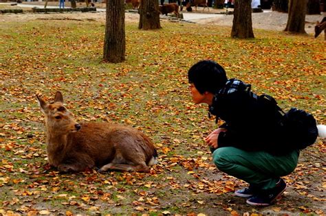 ドヤ顔が得意！？な奈良公園の鹿の17枚の写真で紹介していくから Kyochika 旅するブログ