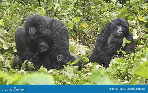 Gorillas Bwindi Impenetrable Forest Uganda Stock Image Image Of