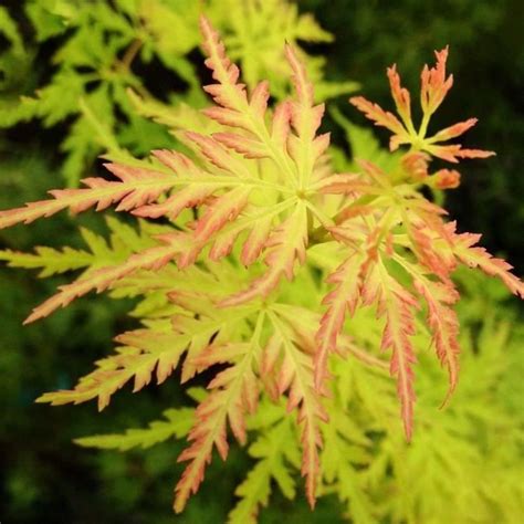 Acer Palmatum Seiryu Rable Japonais Petite Plante De Jardin