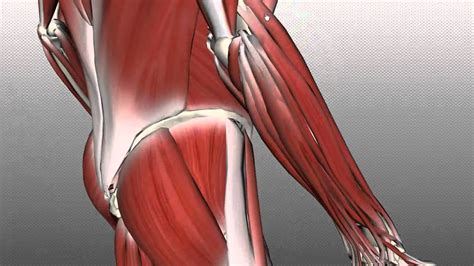 Forearm Muscles Part 2 Posterior Extensor Compartment Anatomy