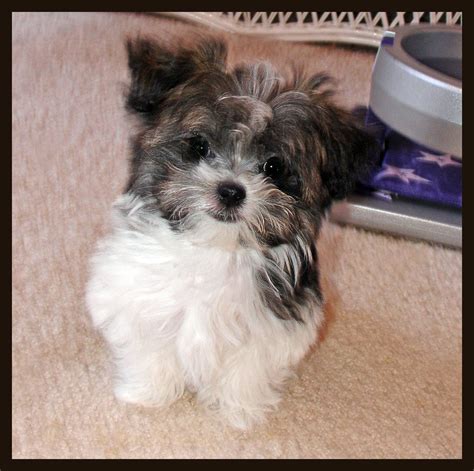 Mi-ki Puppies For Sale In California - Pudding to come