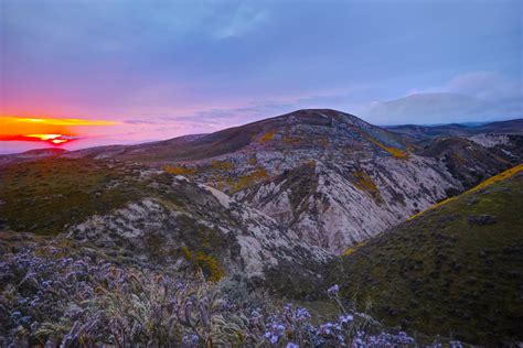 Carrizo Plain Wildflowers