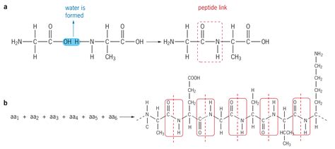 Esters, amides and polyamides