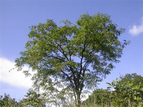 Pterocarpus angolensis (Mlombwa) – Wells for Zoë