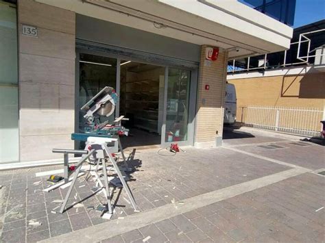 Una Volpe Allaeroporto Di Ciampino In Cerca Di Cibo GreenMe Avverte