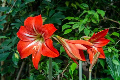 Plant Your Amaryllis Bulbs In September And They'll Bloom In Time For ...