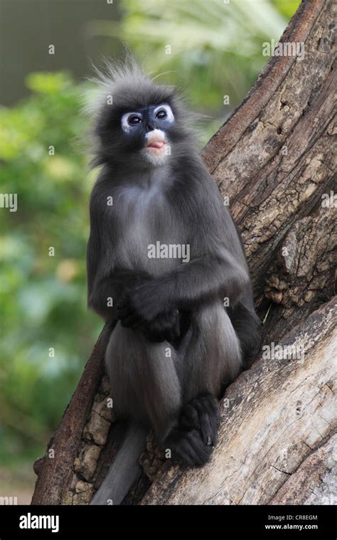 Dusky Leaf Monkey Spectacled Langur Trachypithecus Obscurus