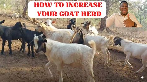 How To Increase Your Goat Herd Goat Farming In Zimbabwe We Received