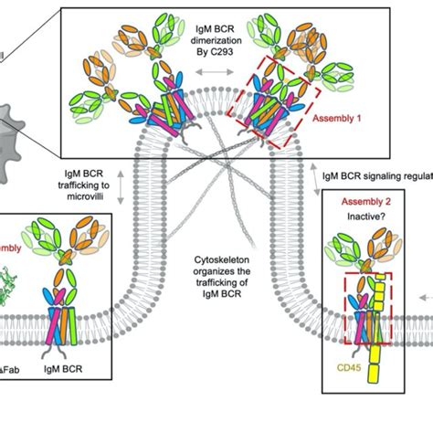 Proposed Models For Dynamic Assembly Of Igm Bcr With Itself And Other