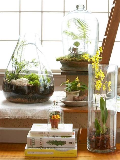 Beautiful Indoor Terrarium Plants Terrarium Plants Plants Cool Plants