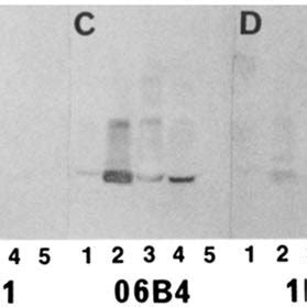 Sds Page Immunoblot Analysis Of Mabs Fll B B And Rbc F With