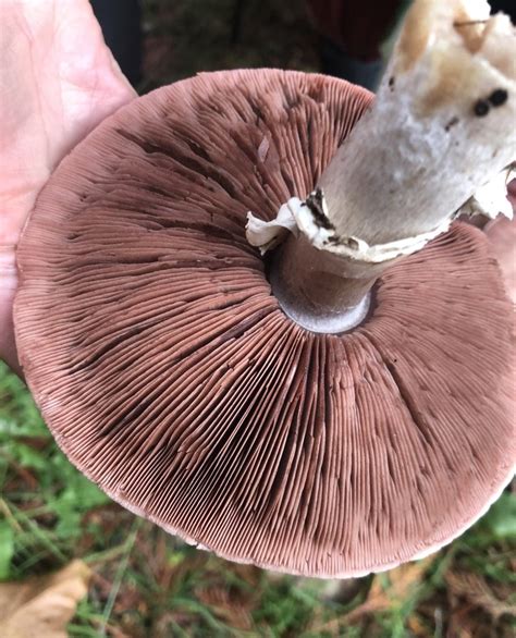 California Flat Top Agaricus How To Identify It Picture Mushroom